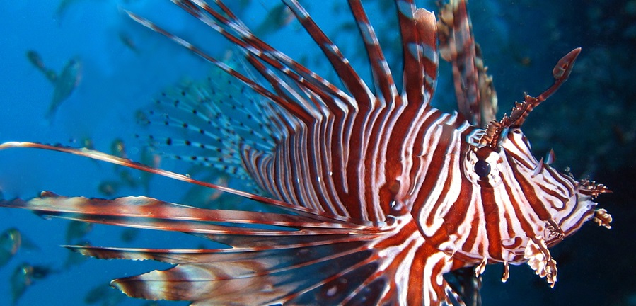 lionfish