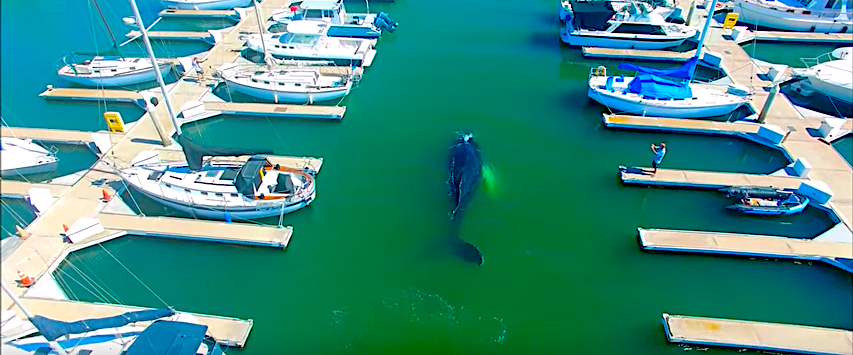 humpback whale stuck in the harbour