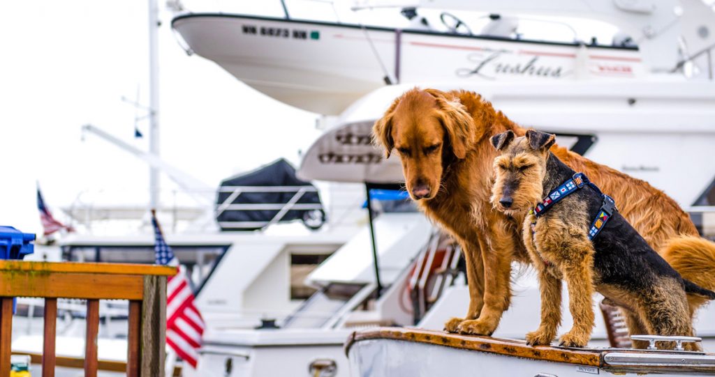 Boating etiquette dogs