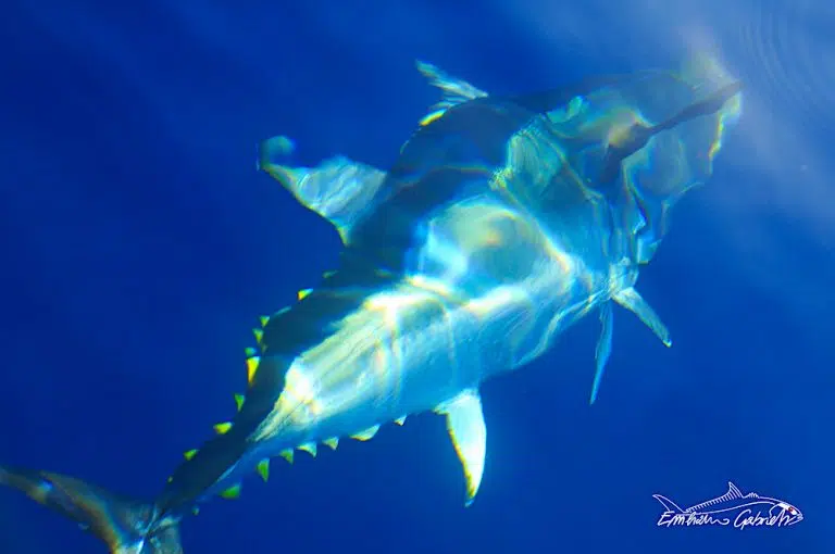 Tuna Drifting, Basics for beginners