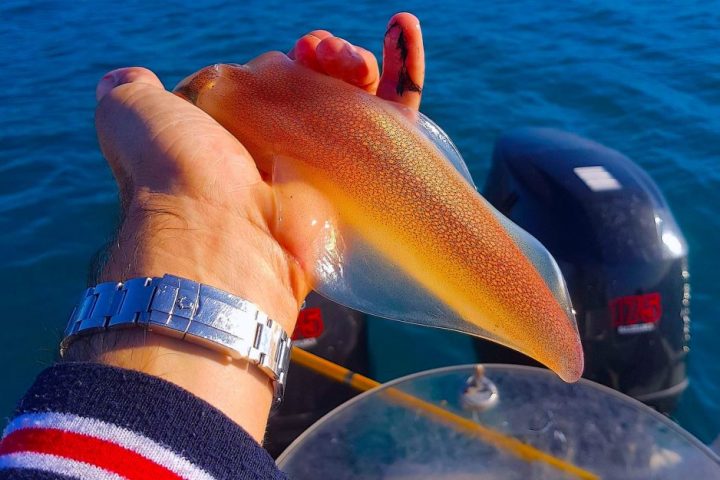 squid fishing