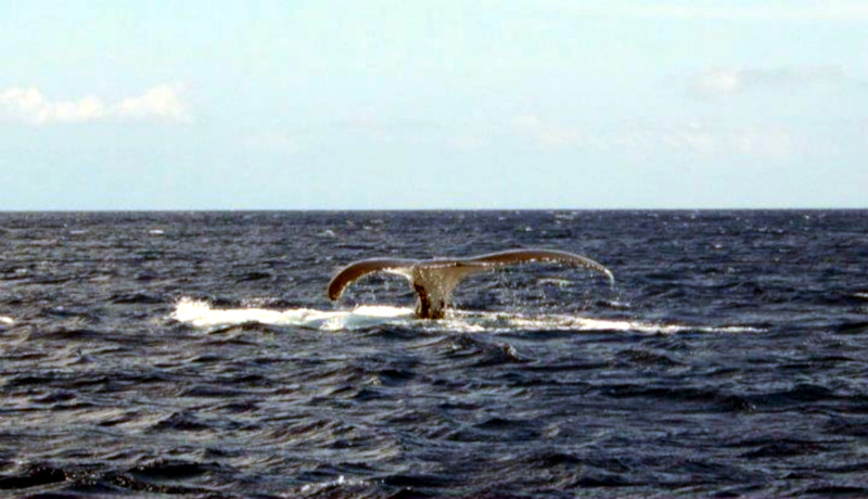 Ocean sailing: a whale