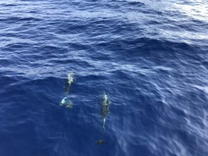 1,000 miles in the Tyrrhenian Sea dolphins