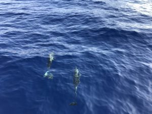 1.000 millas en los delfines del mar Tirreno