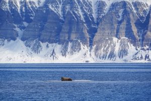 Walrus-resting-on-ice-pack-in-Svalbards-waters_Photo-Daniel-John-Benton