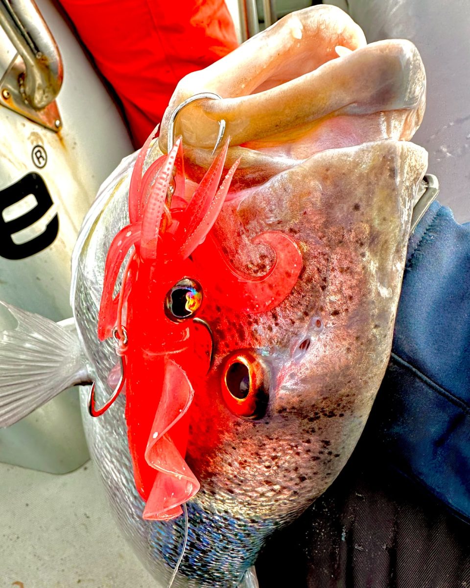 Vertical fishing with soft plastic lures Yachting News