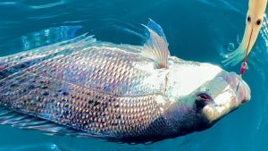 vertical fishing snapper