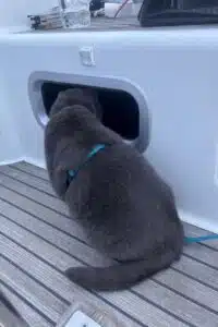 Bootfahren-mit-Haustieren-Katze