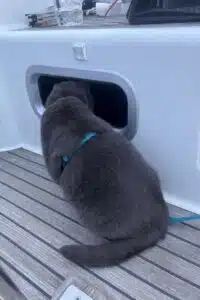 boating-with-pets-cat