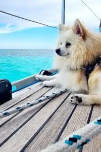 boating with pets-details