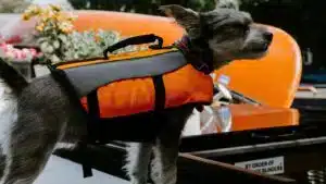 Bootfahren-mit-Haustieren-Jacke